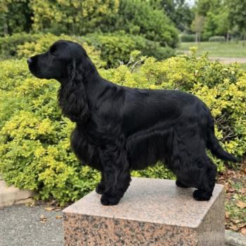 chien Cocker anglais NOIR ALTO DES FLEURS DE GARRIGUES Cockers des fleurs de Garrigues