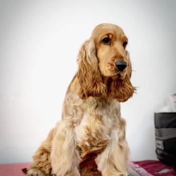 chien Cocker anglais NIKITA Cockers des fleurs de Garrigues